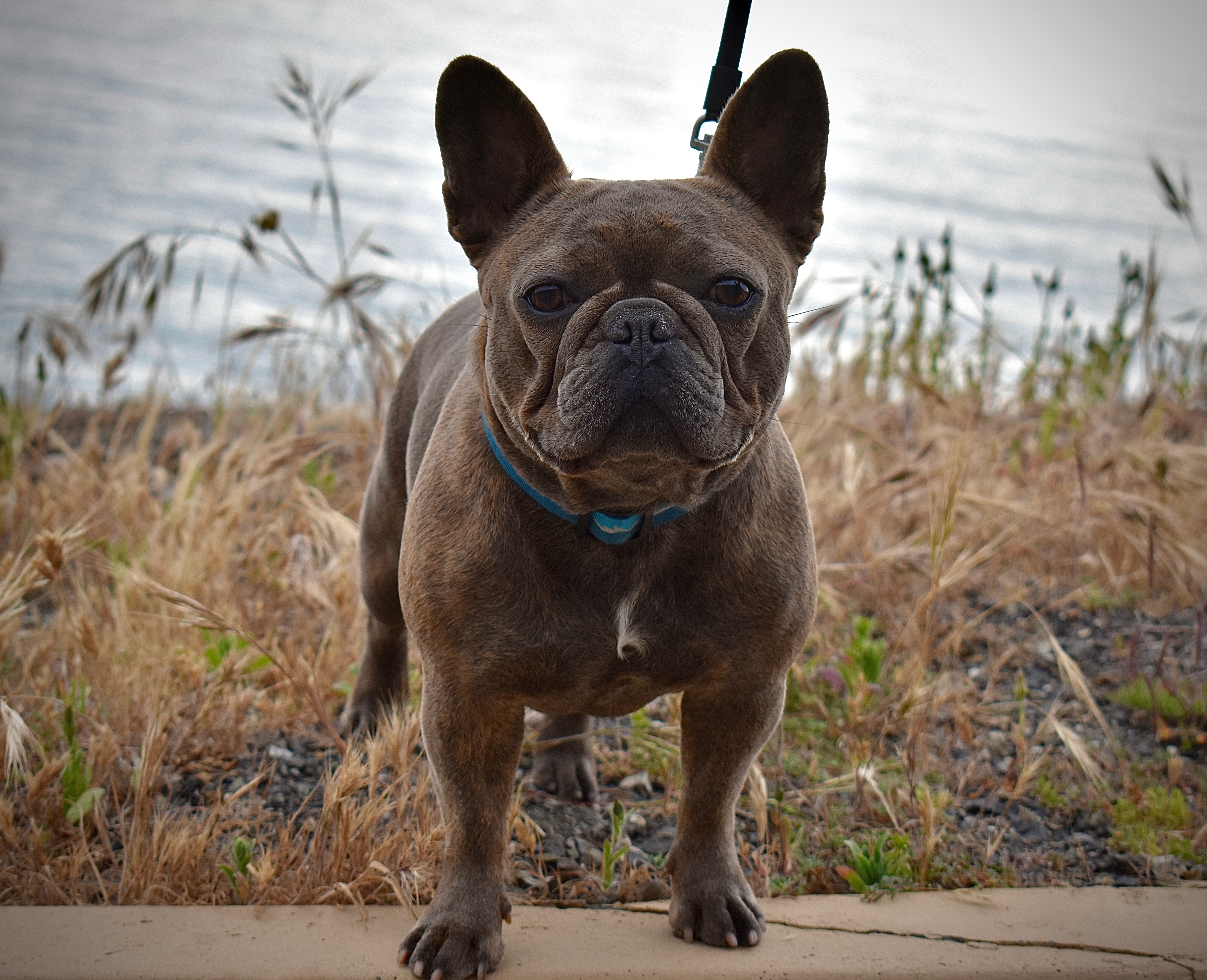 Blue french hot sale bulldog grown